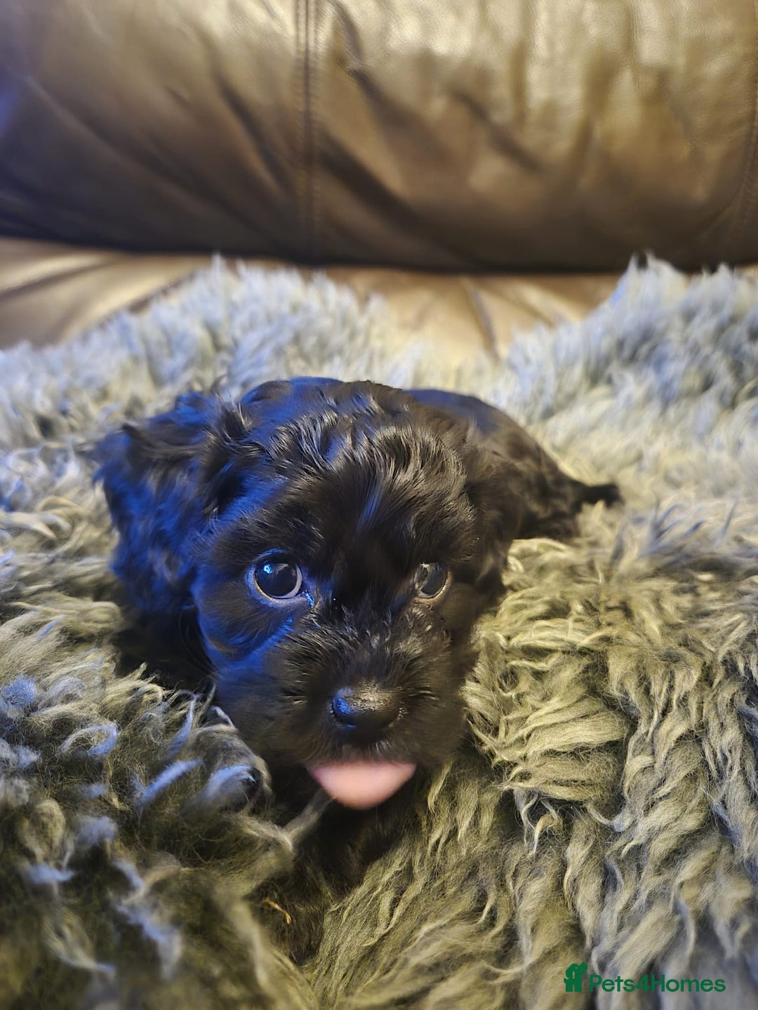 Mixed Breed dogs for sale: Mixed Breed PUppies - Advert 1