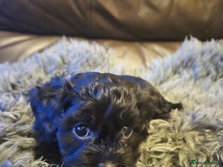 Mixed Breed dogs Mixed Breed PUppies - Advert 15