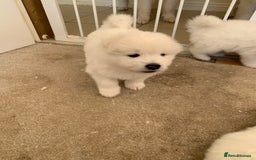 Samoyed dogs for sale: Samoyed puppies  - Image 11
