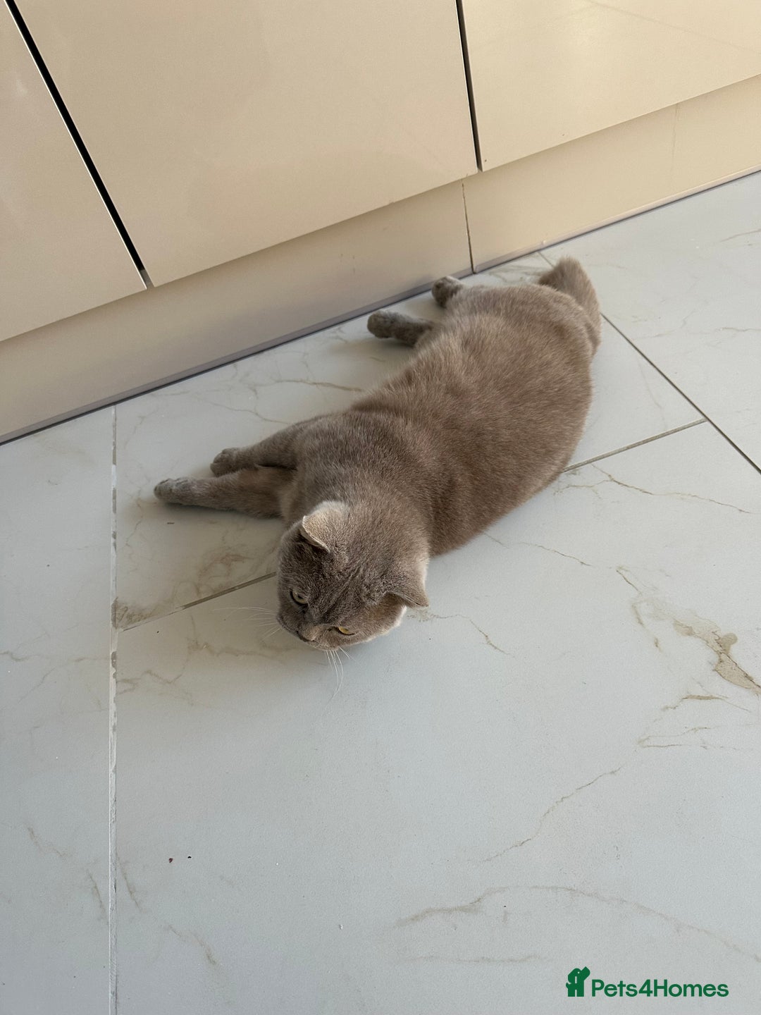 British Shorthair cats for sale: 3 year old british short hair, male - Advert 7
