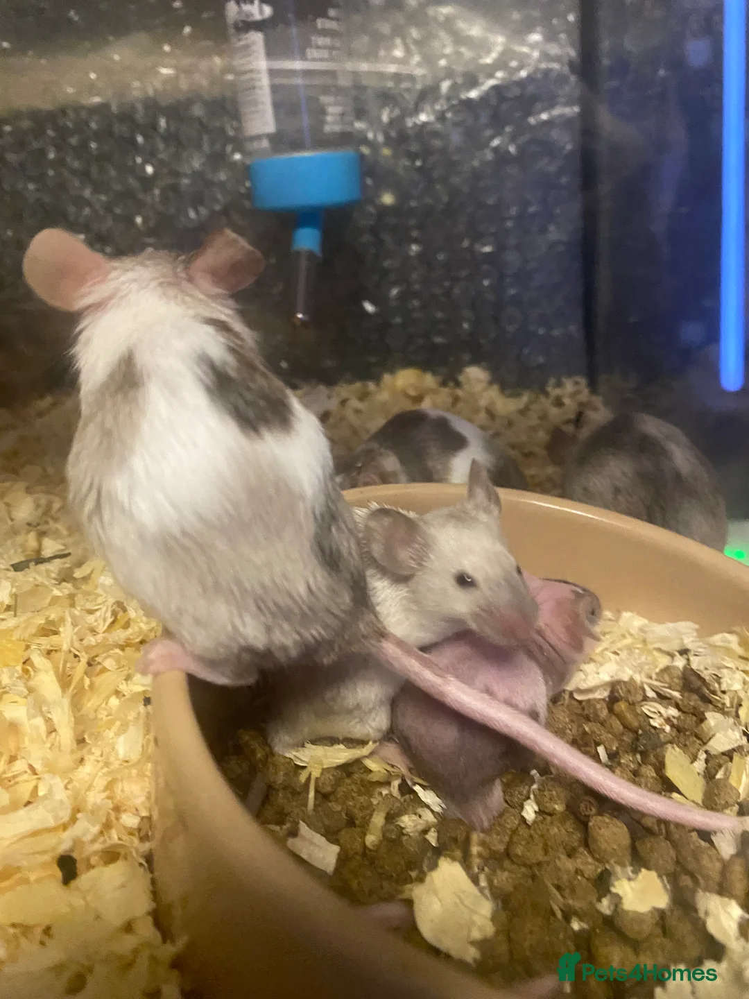 Mouse rodents for sale: 15 males and 12 females mice - Advert 5