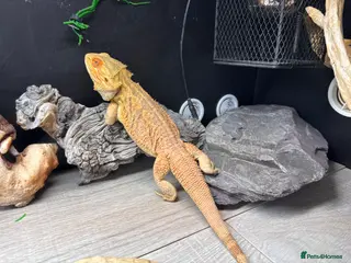 Bearded Dragon reptiles Bearded dragon - Advert 4