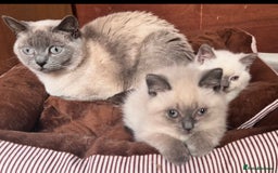 British Shorthair cats for sale: British shorthair Blue colourpoint Girl ready now  - Image 3