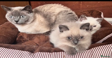British Shorthair cats - Advert 1