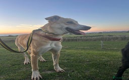 Mixed Breed dogs for adoption: Cristina - Norwich Norfolk  - Image 36