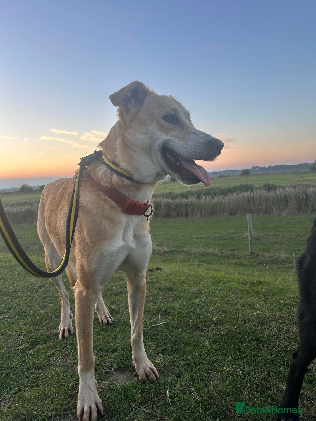 Mixed Breed dogs for adoption: Cristina - Norwich Norfolk  - Image 36