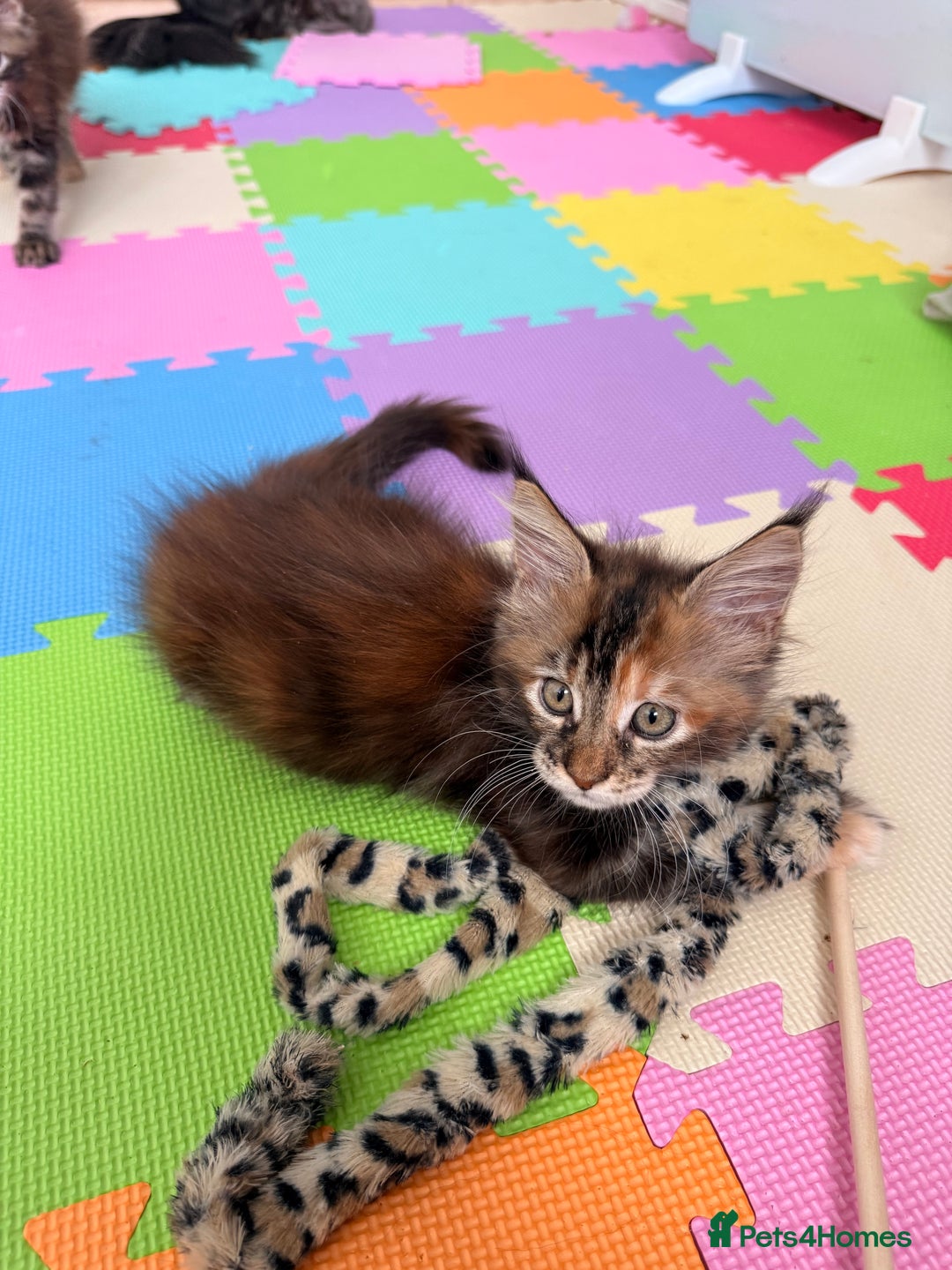 Maine Coon cats for sale: 🐾 2 MAINE COON KITTENS LOOKING FOR LOVING HOME 🐾 - Advert 13