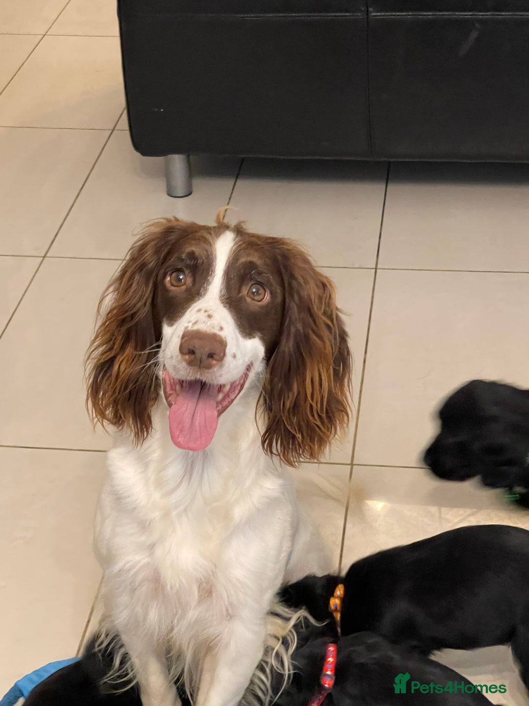 Sprocker dogs for sale: Beautiful Sprocker puppies HEALTH TESTED PARENTS - Image 7