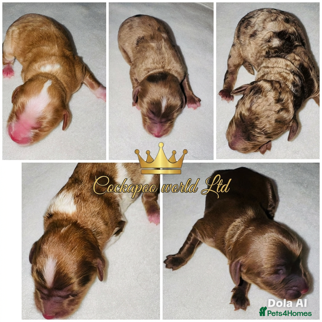 Cockapoo dogs DNA TESTED, Rare Merle Cockapoos Ready 5th JULY - Advert 9