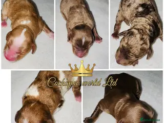 Cockapoo dogs DNA TESTED, Rare Merle Cockapoos Ready 5th JULY - Advert 4