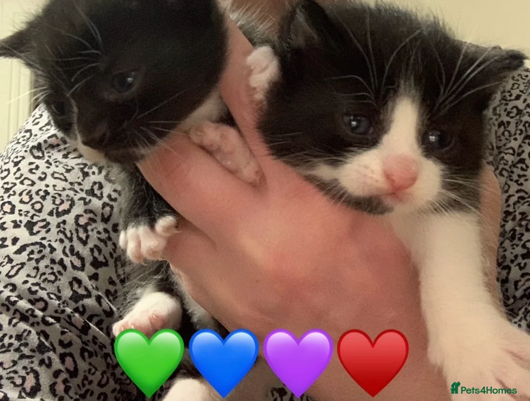 Mixed Breed cats for sale: Ginger and tuxedo kittens very playful  - Advert 1