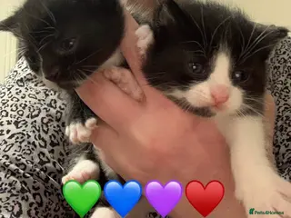 Mixed Breed cats Ginger and tuxedo kittens very playful - Advert 2