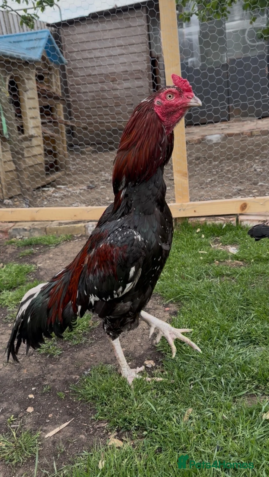 Chickens poultry for sale: Pakistani aseel - Advert 2