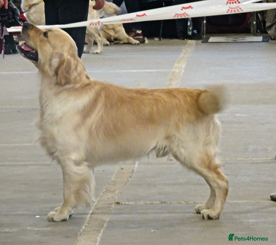 Golden Retriever dogs for stud: Cesarka Golden Retrievers in Conwy - Advert 6