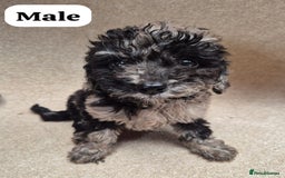 Cockapoo dogs for sale: Gorgeous F1b cockapoos - Image 1