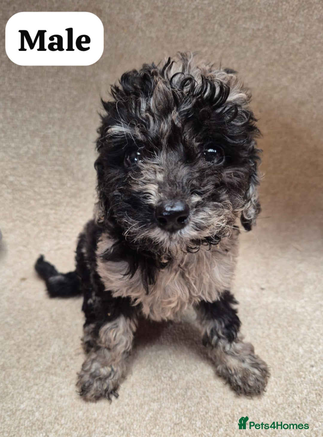 Cockapoo dogs for sale: Gorgeous F1b cockapoos - Image 1