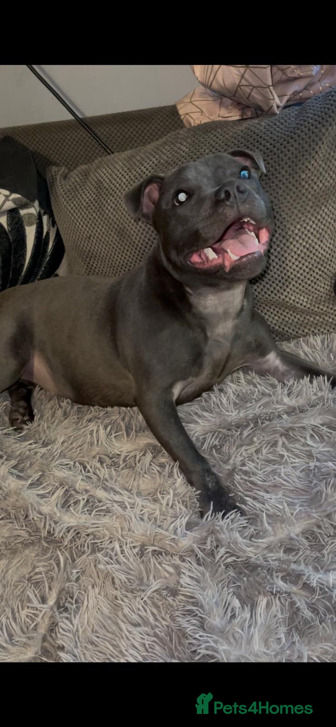 Staffordshire Bull Terrier dogs for sale: Beautiful solid blue staffy  - Advert 13