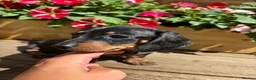 Miniature Dachshund dogs for sale: Stunning KC Pedigree Miniature Dachshund Puppies - Advert 3