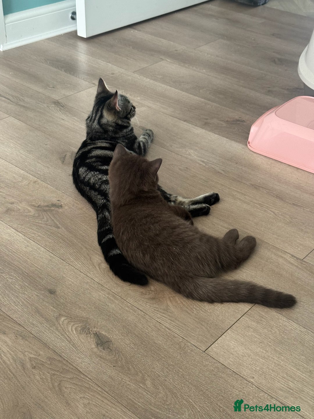 British Shorthair cats for sale: GCCF chocolate female BSH and 1 DSH female - Image 7
