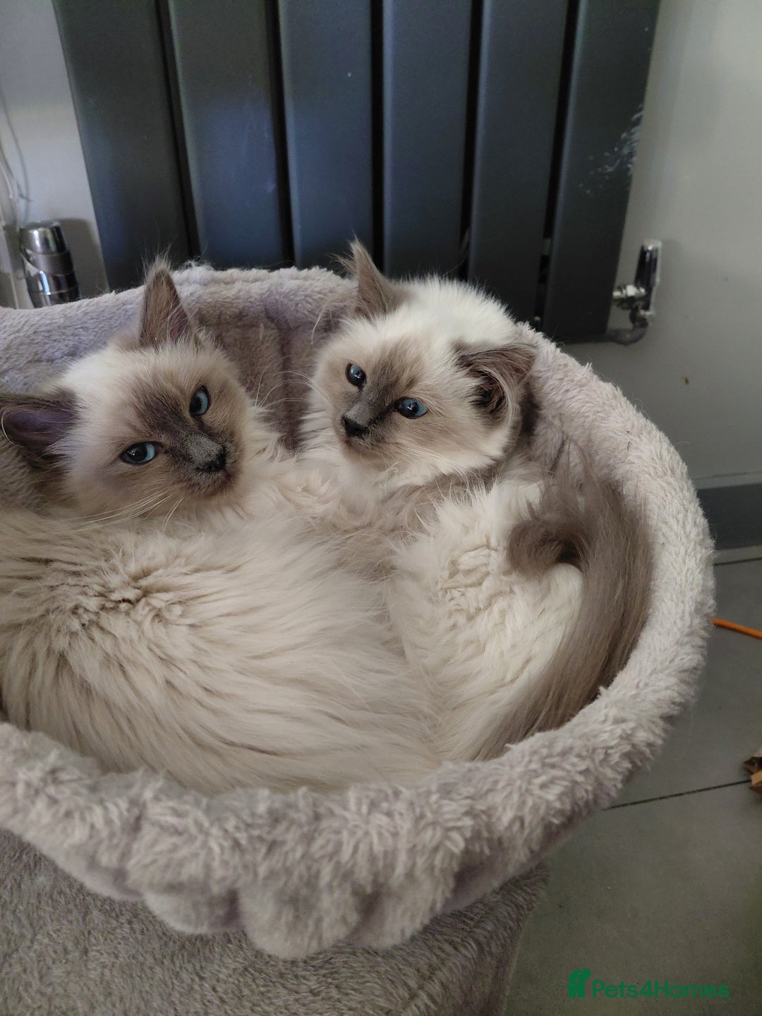 Birman cats for sale: Birman kittens  - Advert 1