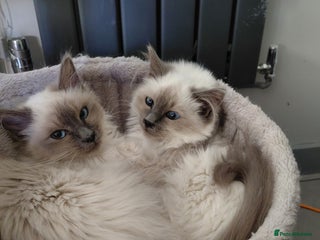Birman cats Birman kittens - Advert 8
