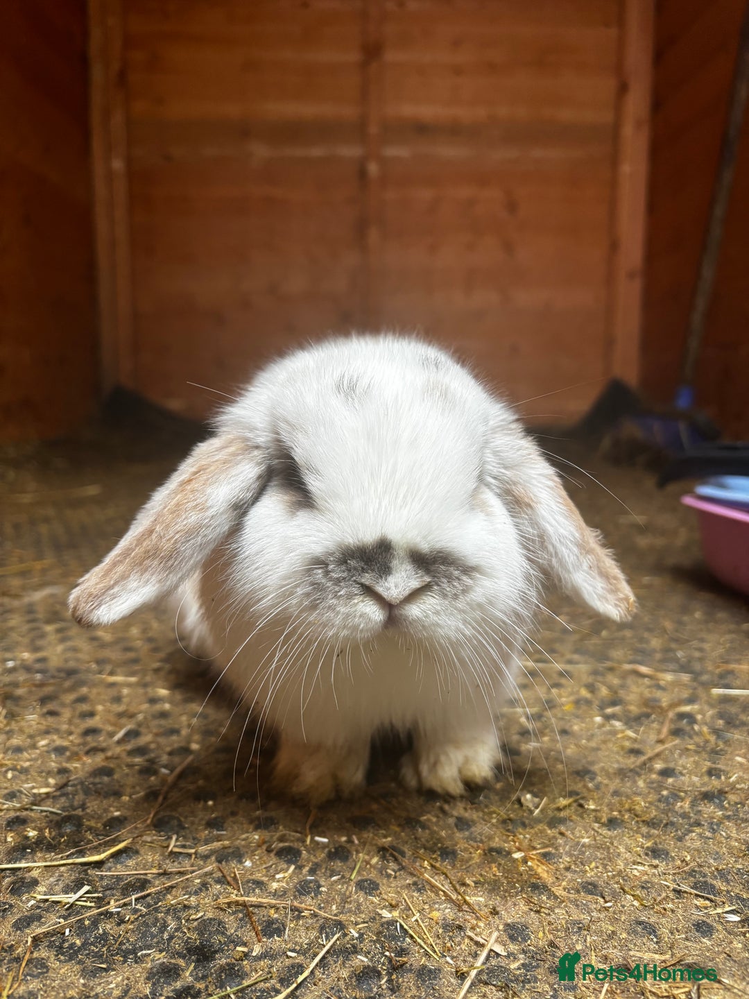 Mini Lop rabbits for sale: Mini Lop Buck  - Advert 3