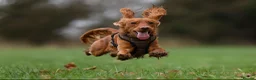 Cockapoo dogs for stud: Male Red Cockapoo Stud in Coventry - Advert 3