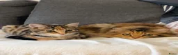 Mixed Breed cats for sale: 2  beautiful female cats in Southampton - Advert 4