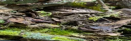 Millipedes invertebrates for sale: Atopochetus dollfusi, Rainbow Millipede Juveniles - Advert 5