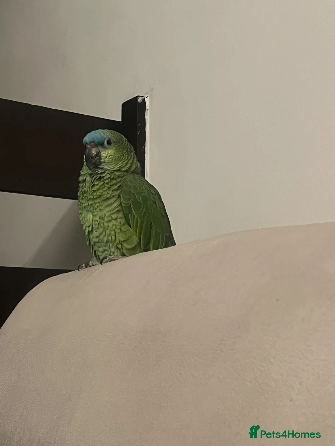 Parrots birds for sale: Blue front Amazon  in London - Advert 2