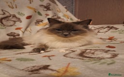 Ragdoll cats for sale: Beautiful gccf registered kittens - Image 12