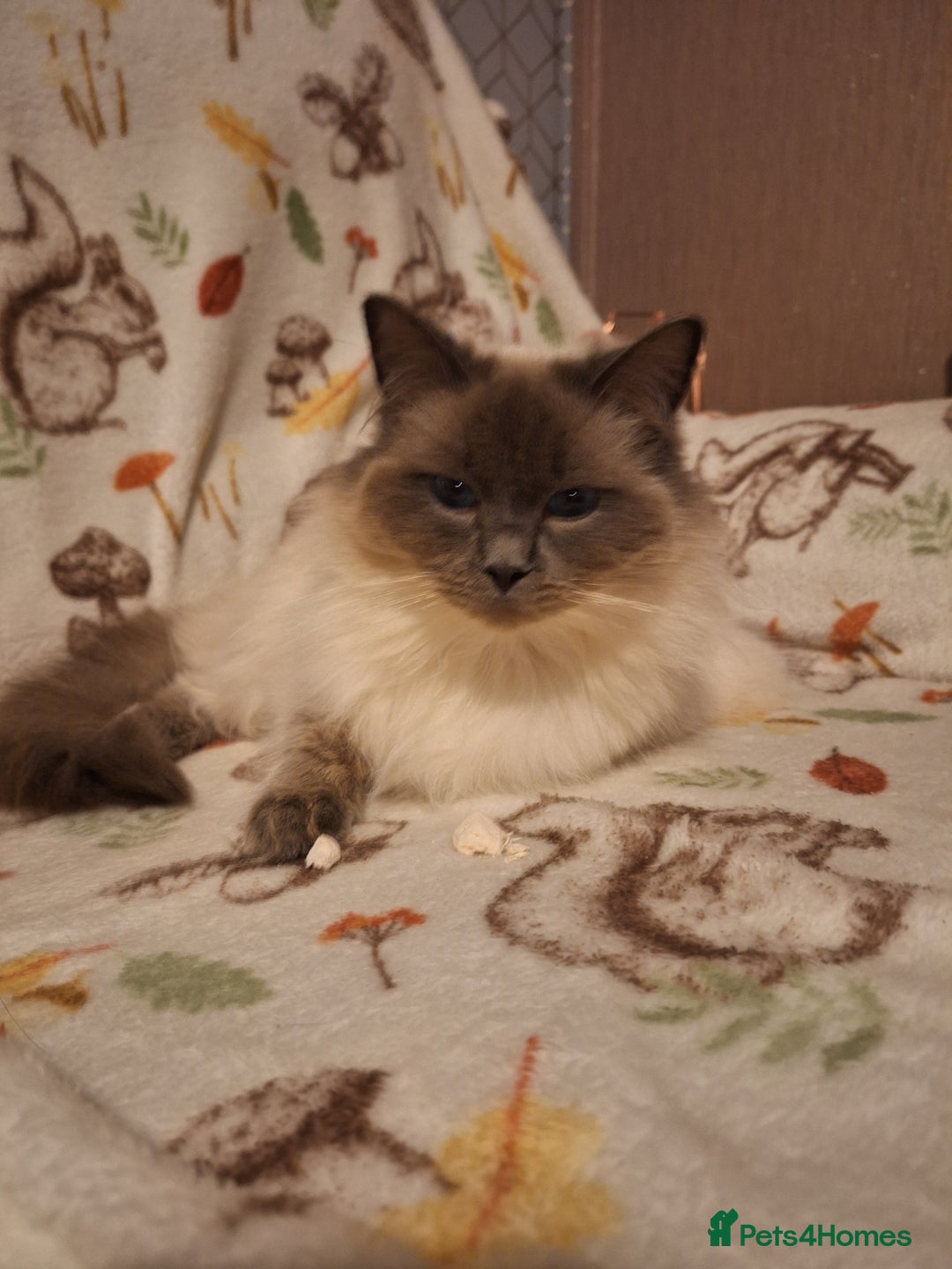 Ragdoll cats for sale: Beautiful gccf registered kittens - Image 12