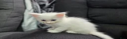 Mixed Breed cats for sale: Maine Coon x Ragdoll Kittens - Advert 12