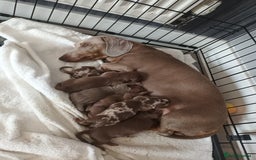 Miniature Dachshund dogs for sale: Minature short haired dachshund  - Image 1