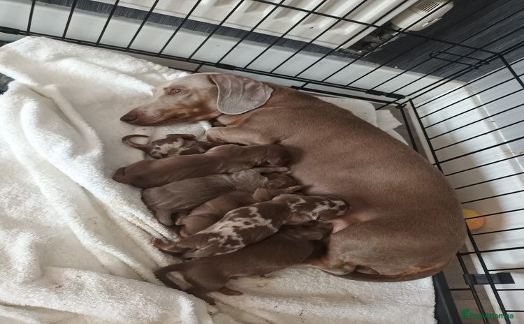 Miniature Dachshund dogs - Advert 1