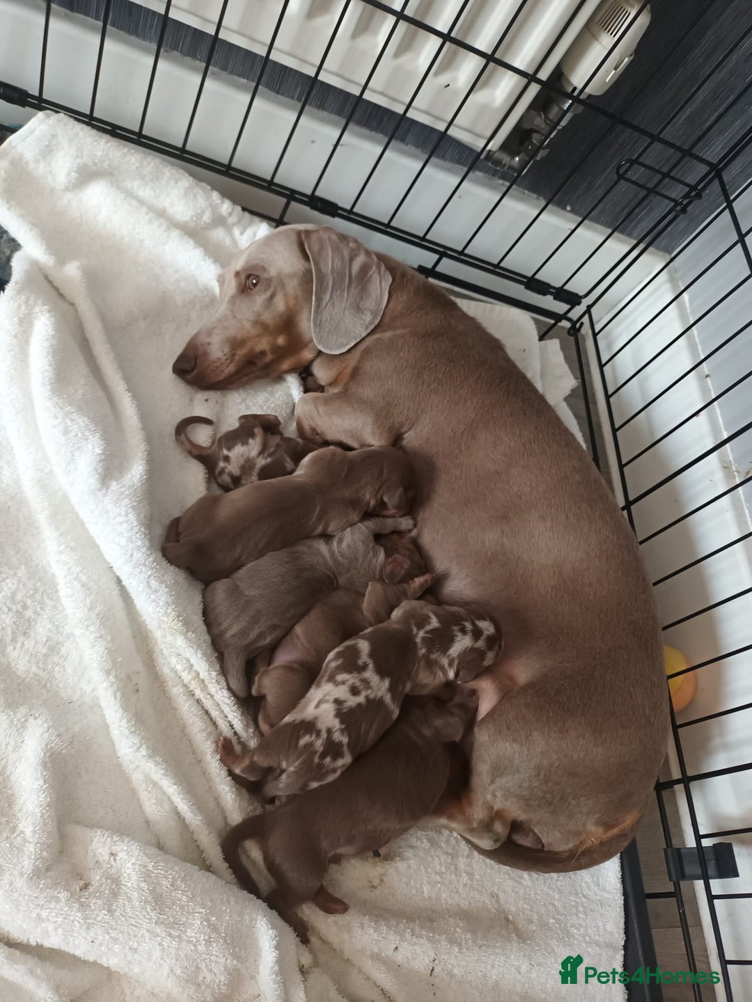 Miniature Dachshund dogs for sale: Minature short haired dachshund  - Image 1