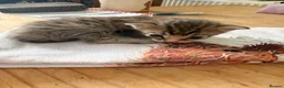 Bengal cats for sale:     Stunning Bengal Cross Kittens  - Advert 12