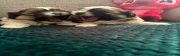 Shih Tzu dogs for sale: Shih tzu for sale. in Glasgow - Advert 3