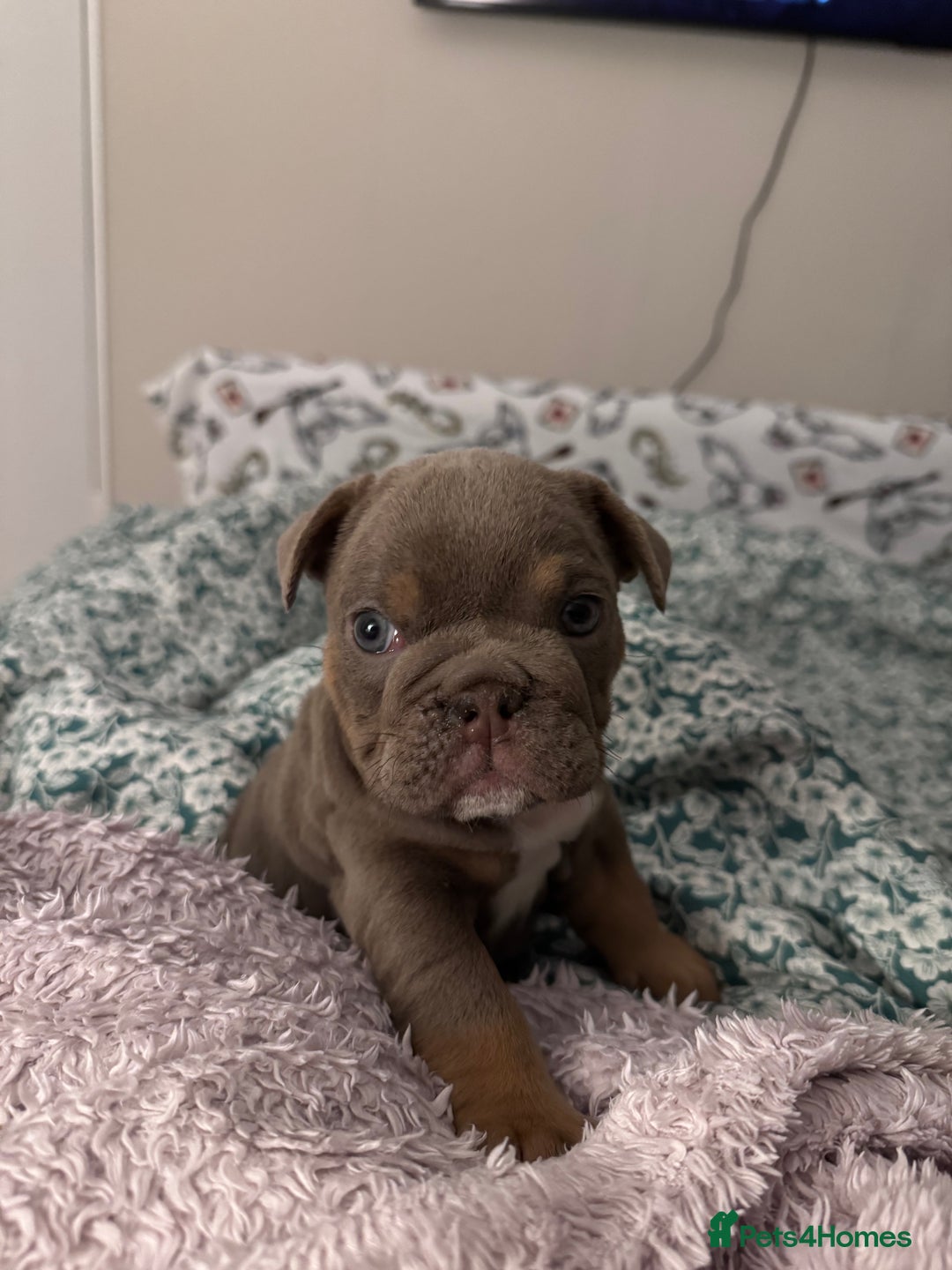 English Bulldog dogs for sale: English Bulldogs ready to leave 10/12/25  - Advert 35