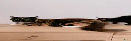 Mixed Breed cats for sale: Cairo, female Calico and Tortoise Mix  - Advert 4