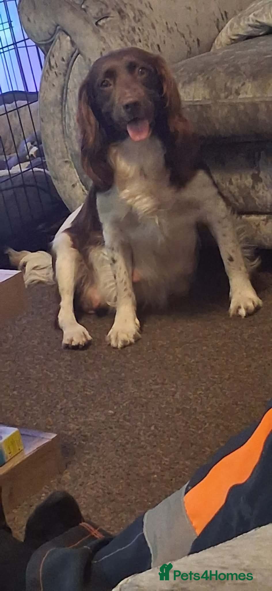 Sprocker dogs Gorgeous sprocker spaniel - Advert 4