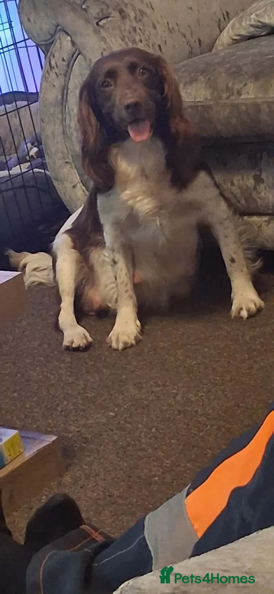 Sprocker dogs for sale: Gorgeous sprocker spaniel - Advert 1