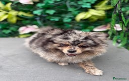 Pomeranian dogs for sale: Stunning Merle Pomeranian!  - Image 3