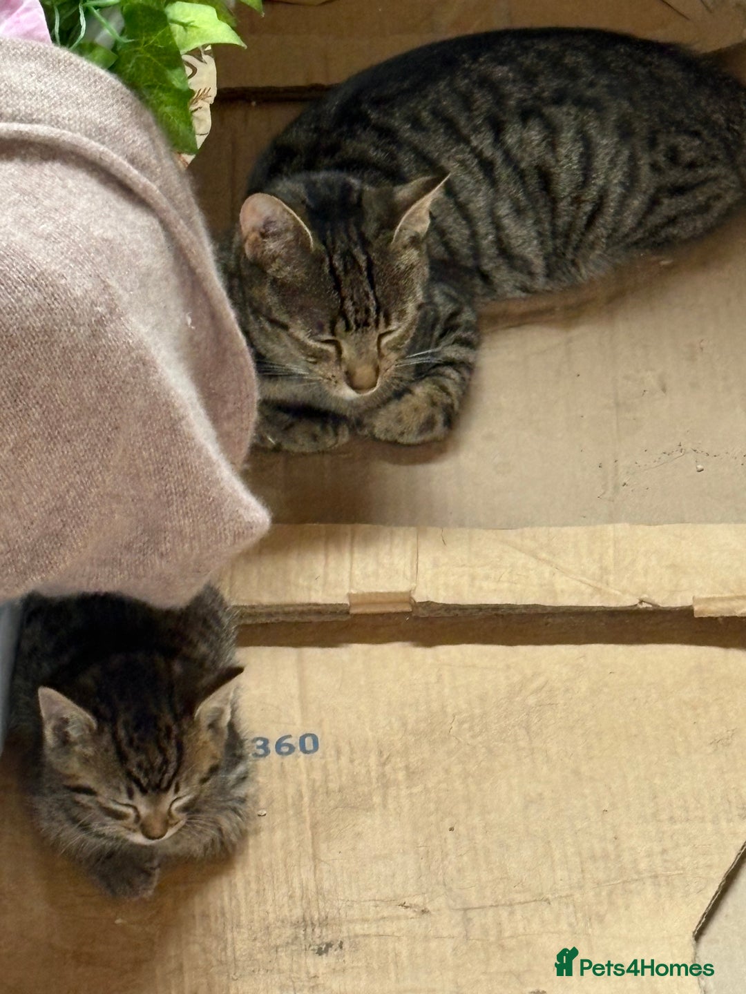 Domestic Shorthair cats for sale: Boy and Girl  - Image 4