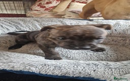Staffordshire Bull Terrier dogs for sale: Staffordshire bull terrier pups - Image 7