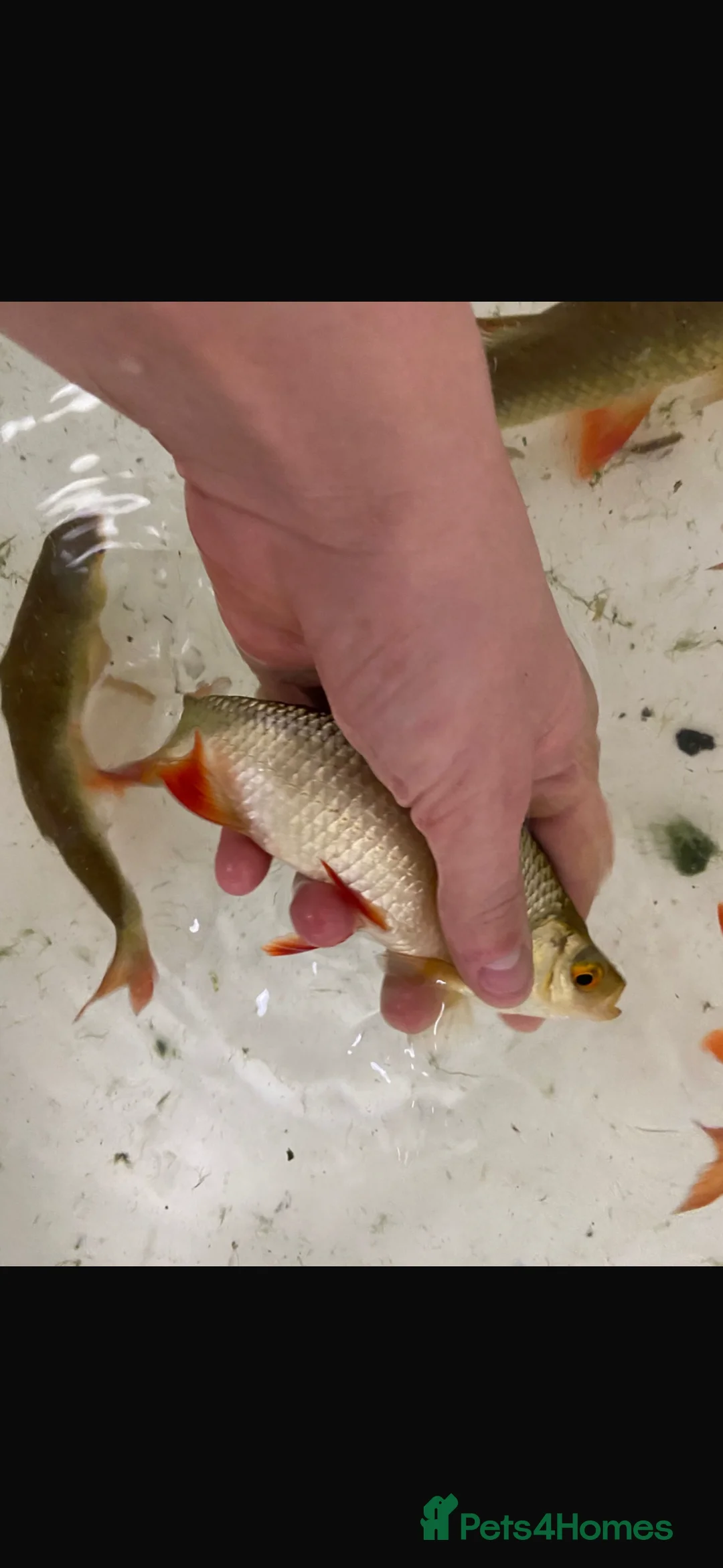 Pond Fish fish for sale: Red rud pond fish in Fareham - Advert 2