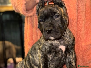 Presa Canario dogs Presa Canario pups - Advert 6