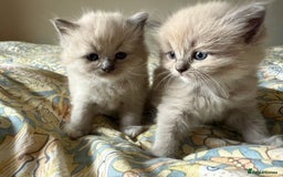 Ragdoll cats for sale: Beautiful mink point Ragdolls! 🩶🤍 - Image 22