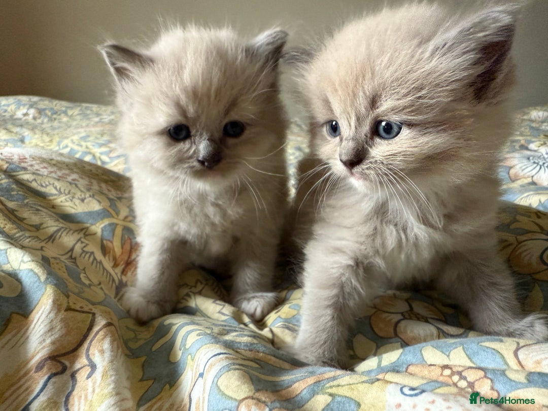 Ragdoll cats for sale: Beautiful mink point Ragdolls! 🩶🤍 - Image 22