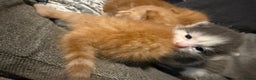 Mixed Breed cats for sale: Stunning kittens ready for new homes  - Advert 10